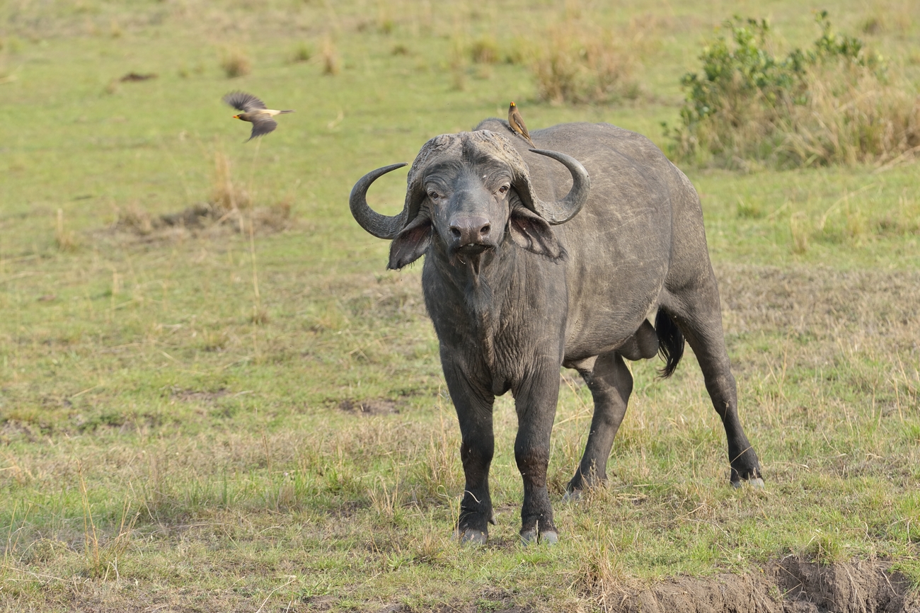 Afrikanischer Büffel