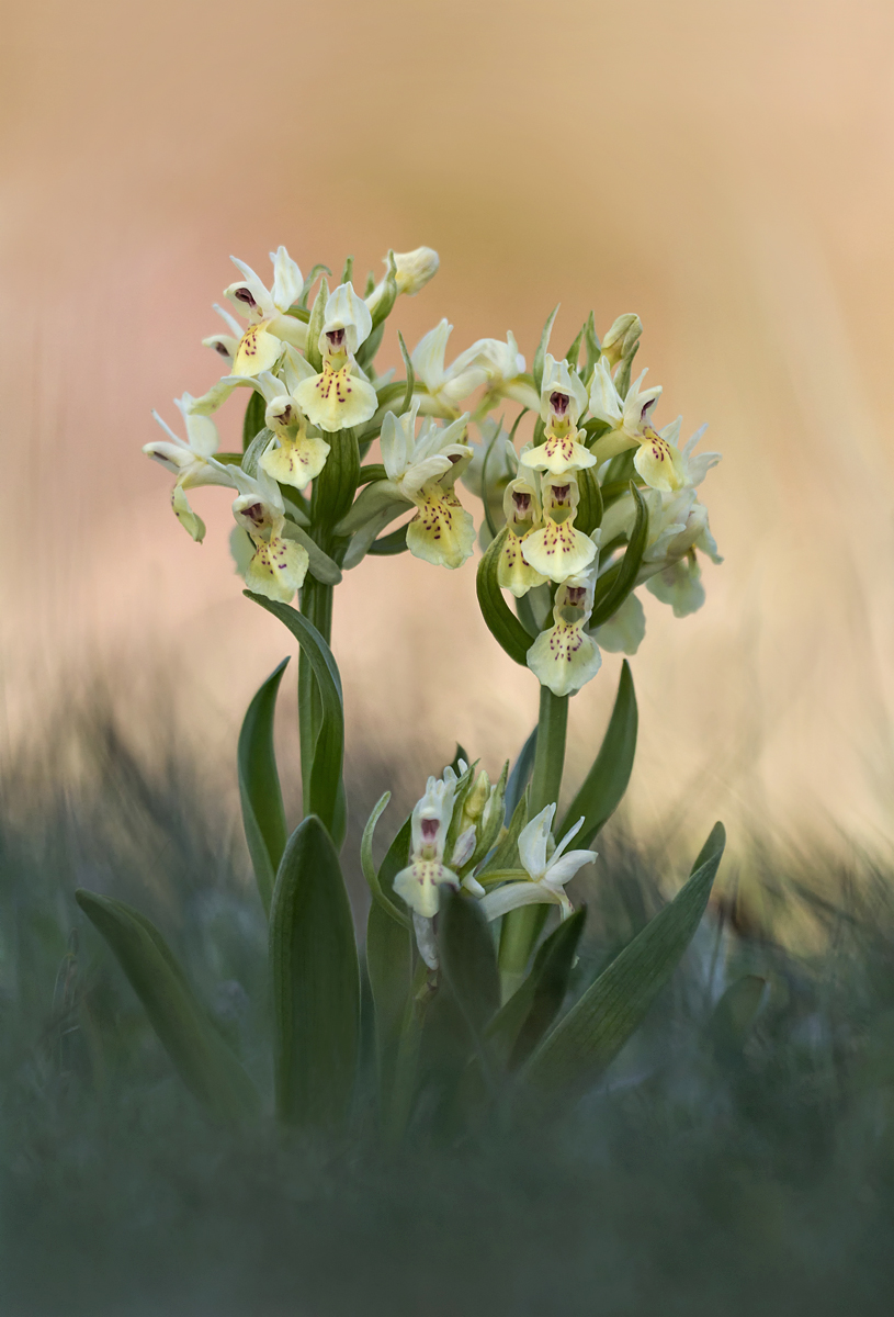 Bei den Orchideen....