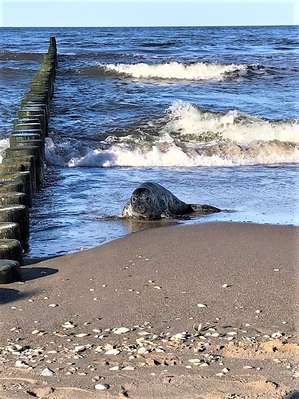 Kegelrobbe am Strand