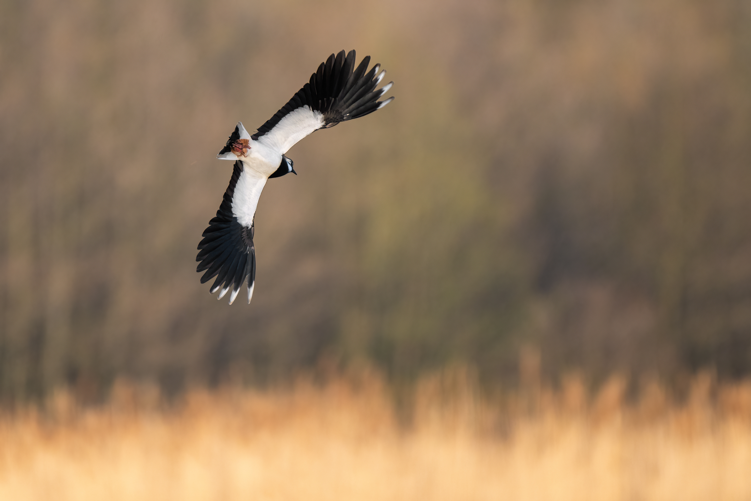 Flugakrobat...