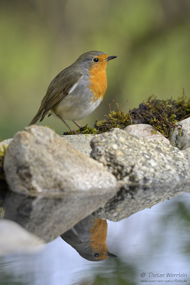 Am Vogelpool