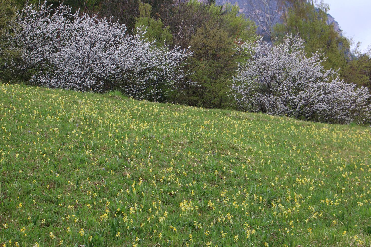 Frühling ist