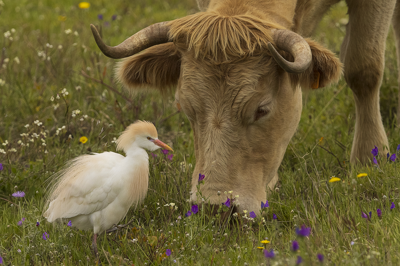 Kuhreiher – Bubulcus ibis