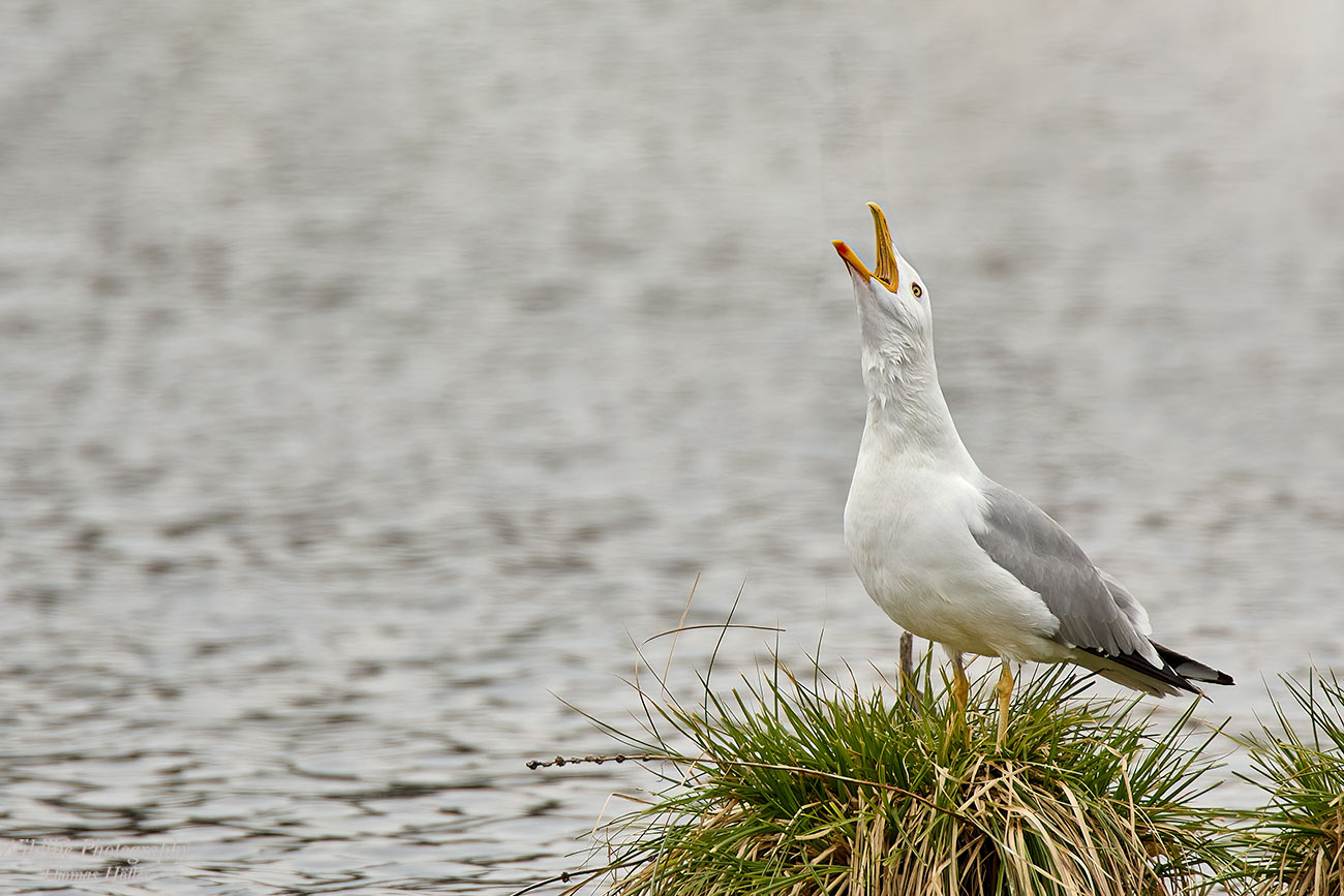 Mittelmeermöwe