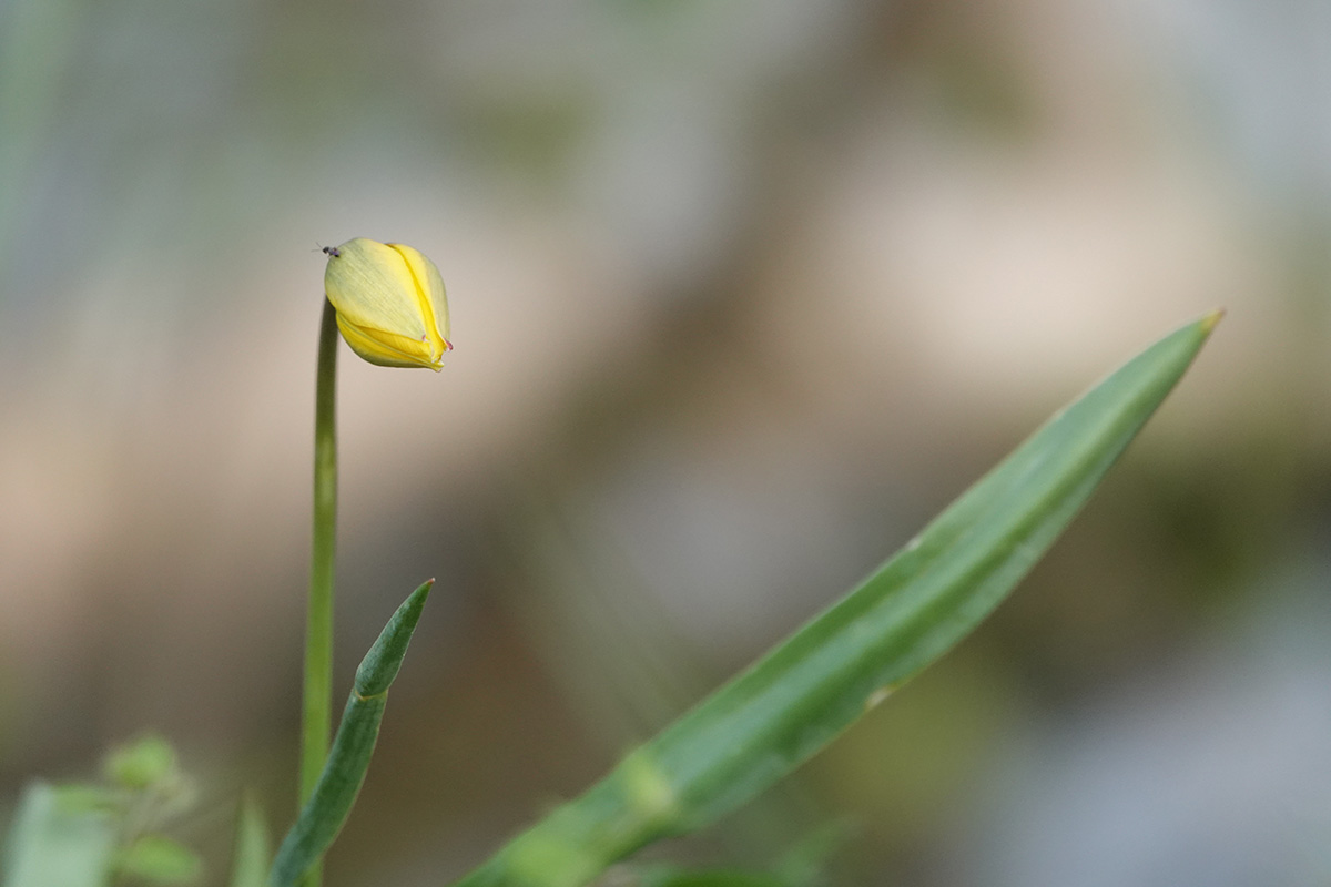 Kampfbereite Wilde Tulpe ;-)