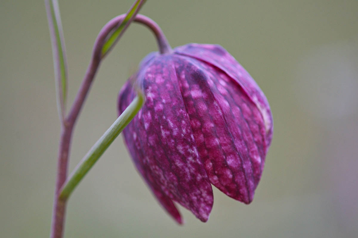 Schachblumen-Blüte