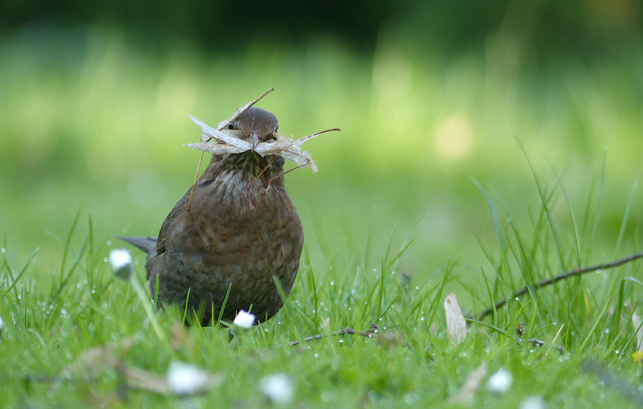 Amsel