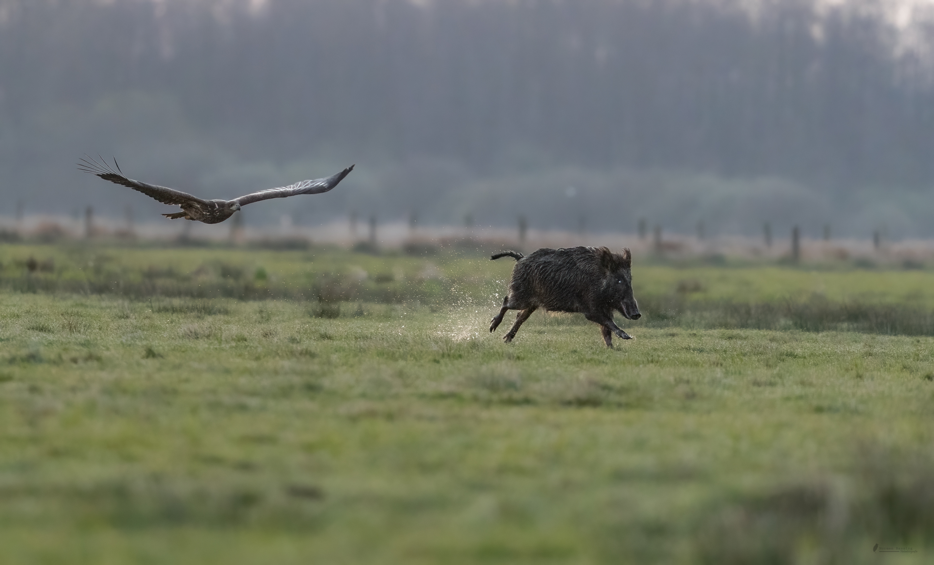 Adler vs Schwein Nr.3