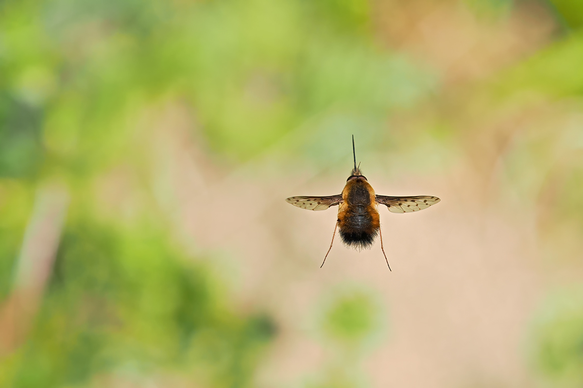 Wollschweber im Flug