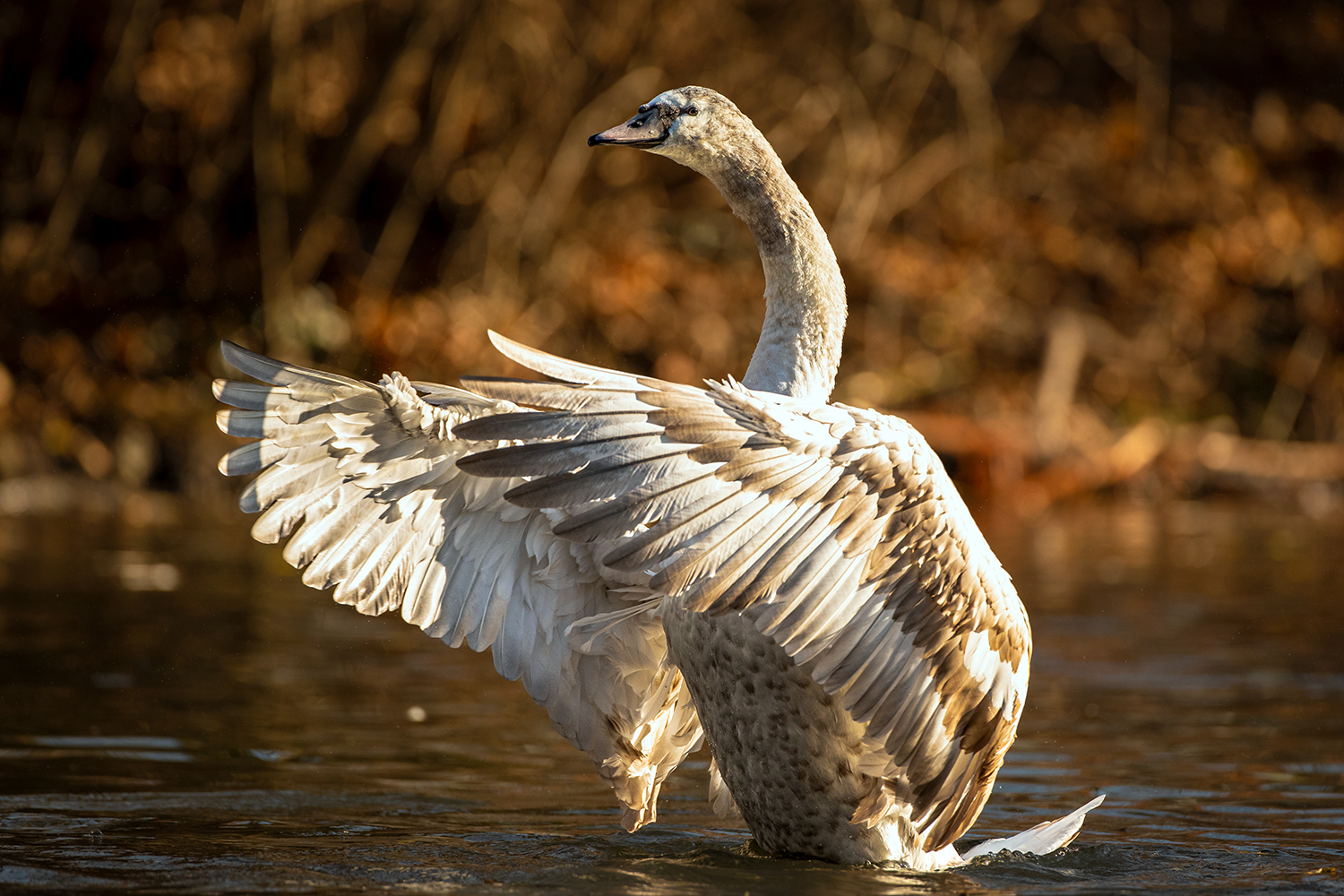 Höckerschwan