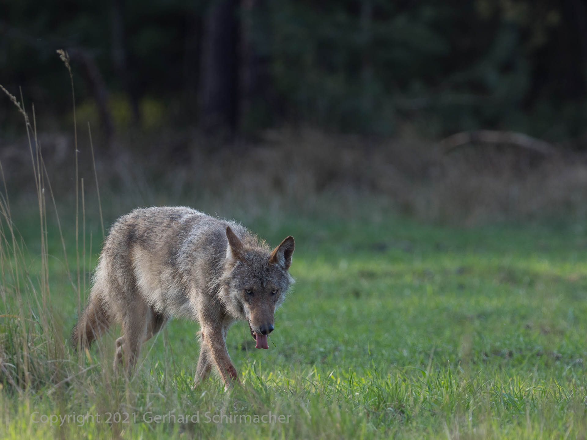 Jugendlicher Wolf