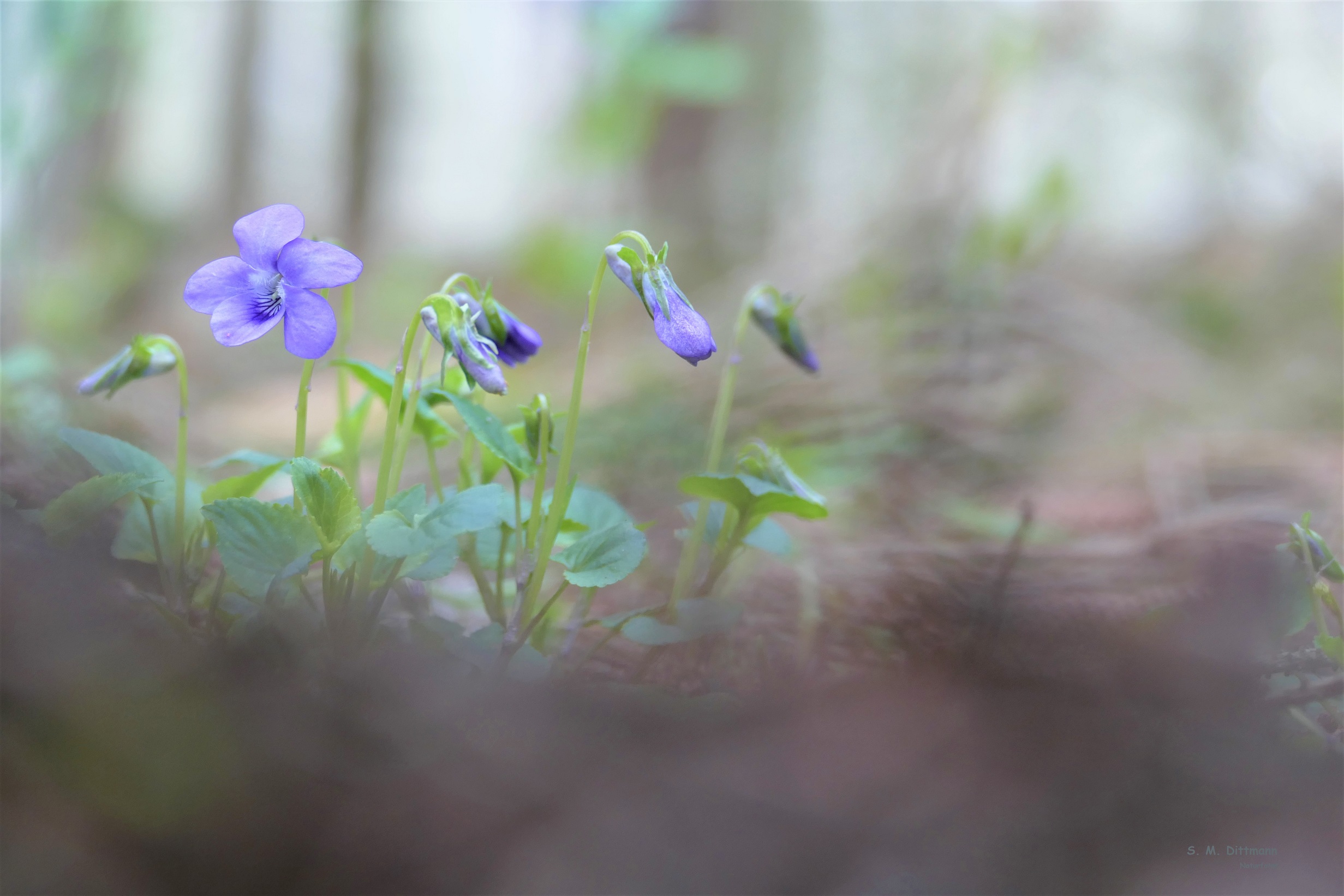 Das Waldveilchen