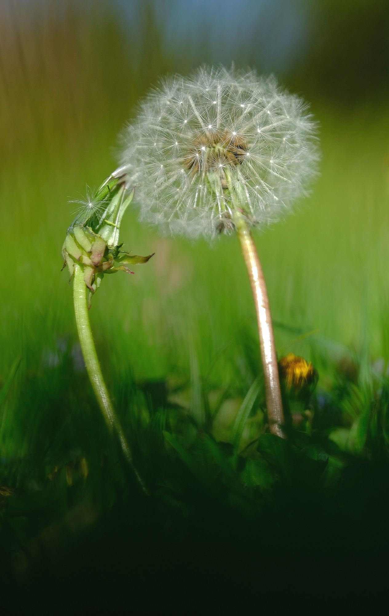 Pusteblume