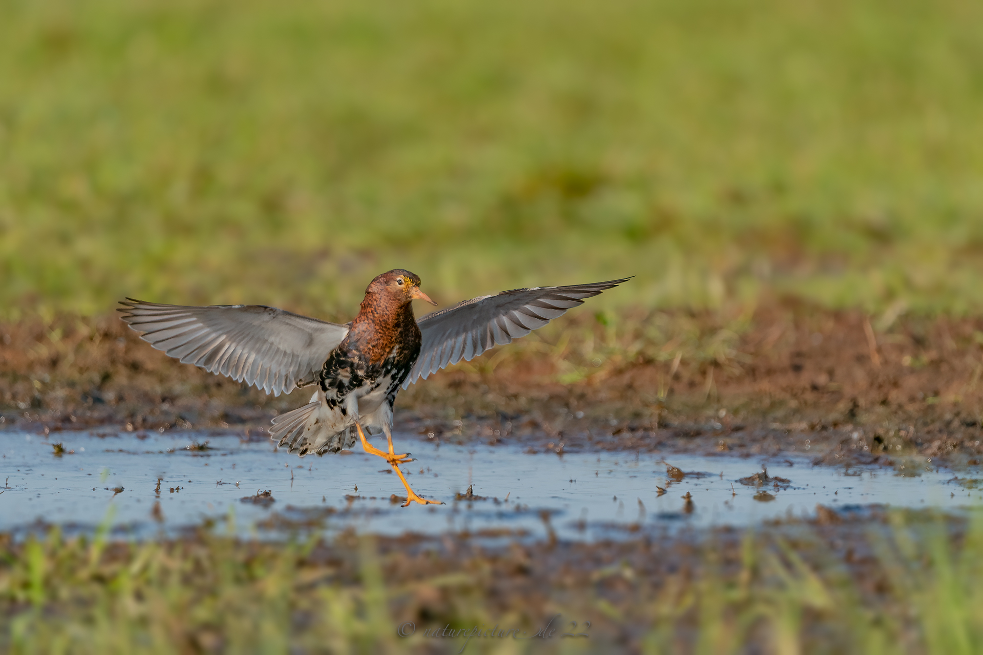 Kampfläufer