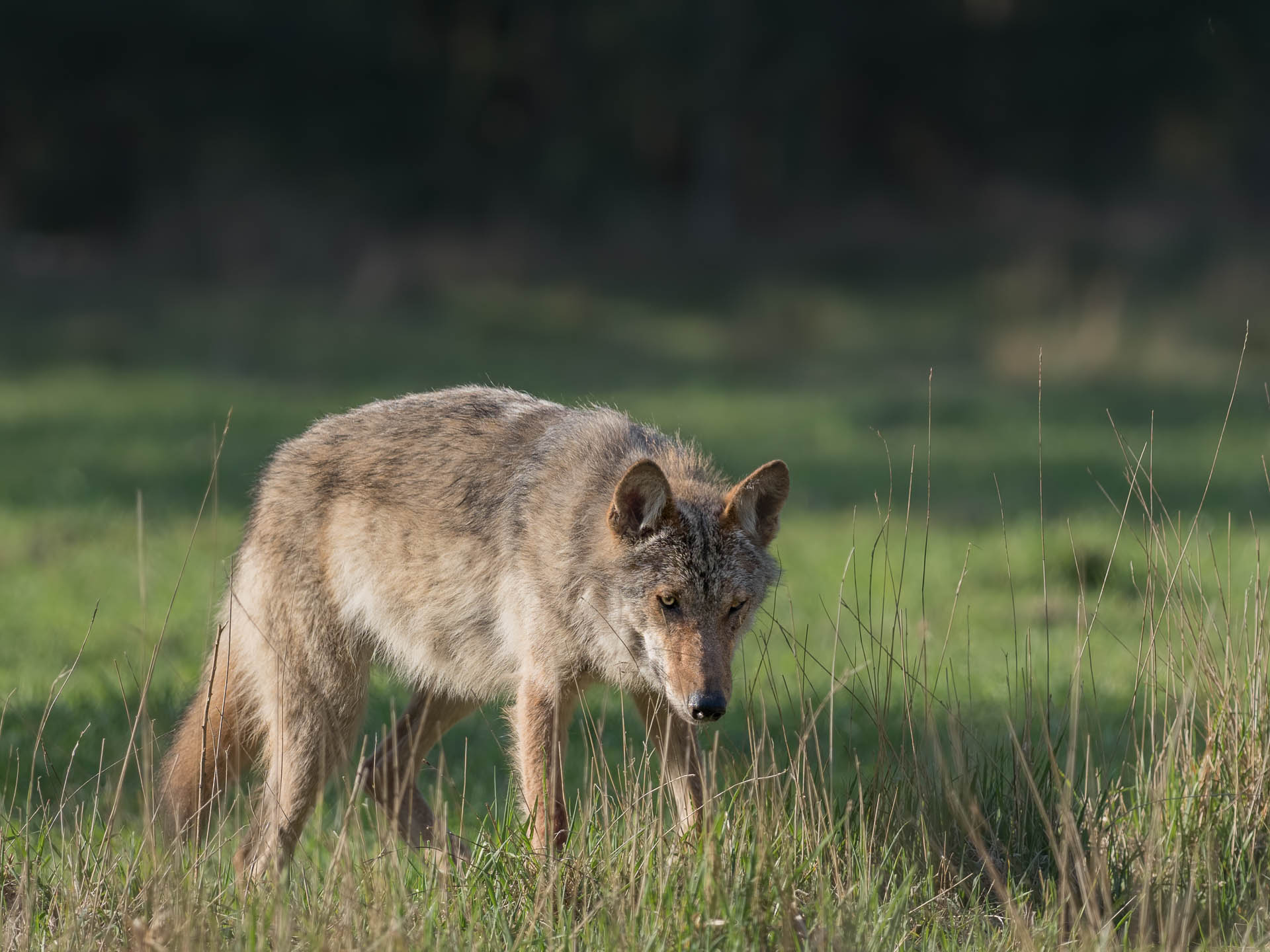 Jungwolf