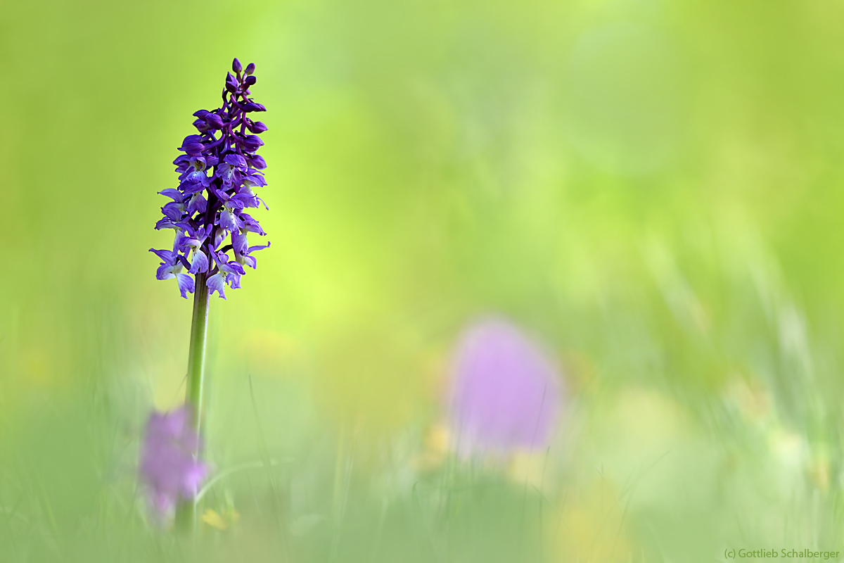 Orchis mascula