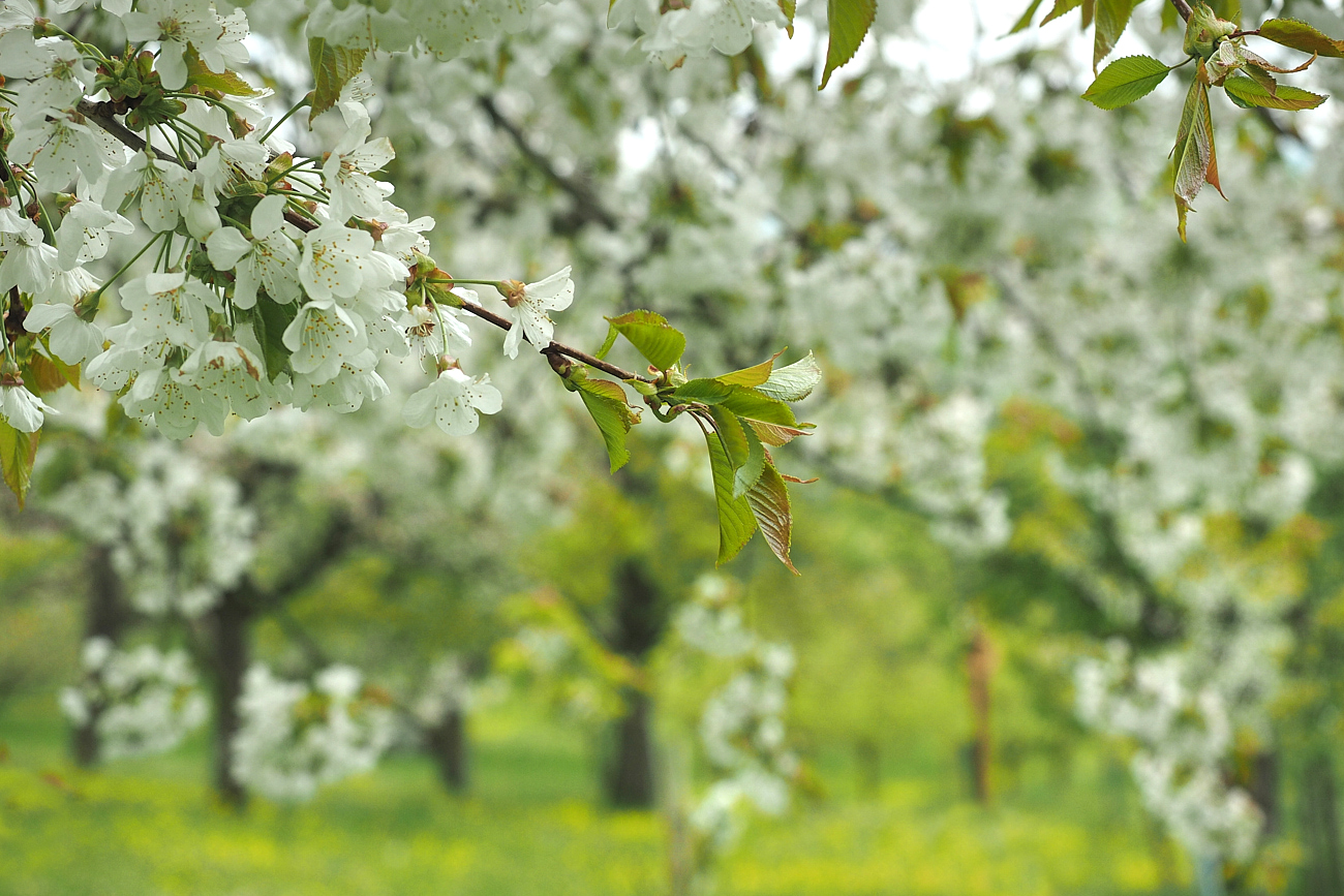 Obstwiese