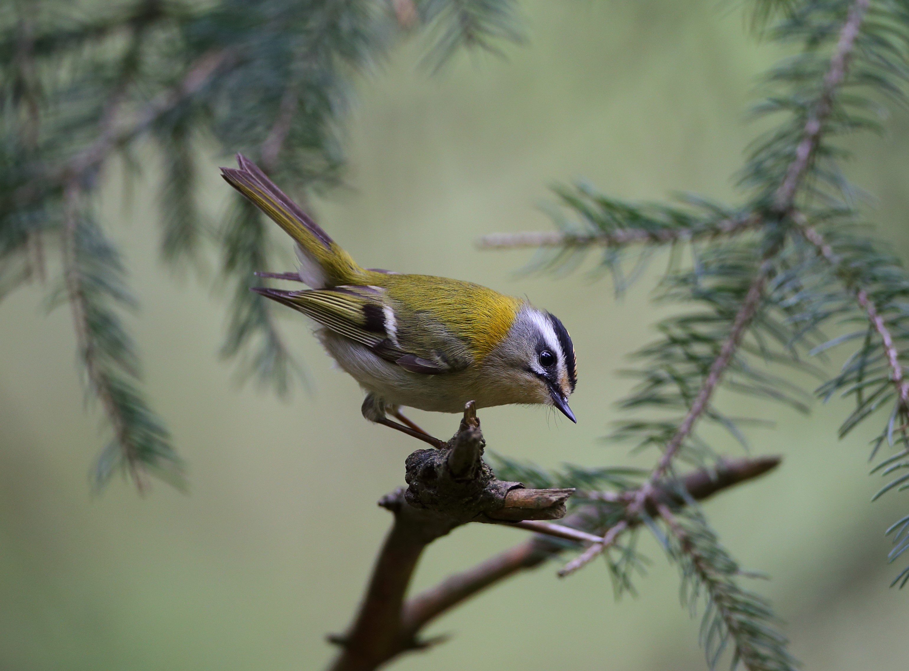 Sommergoldhähnchen