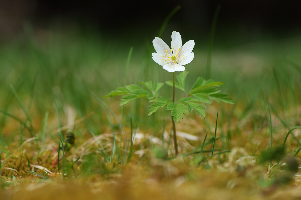 Anemone nemorosa