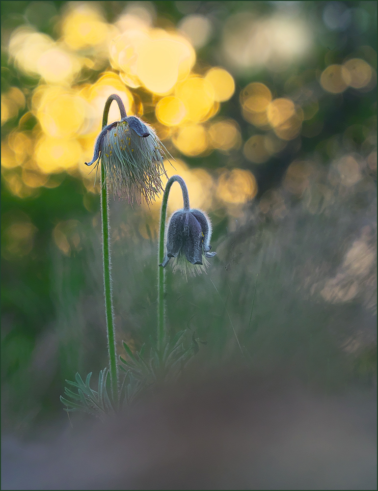 *eine letzte Dunkle.....*