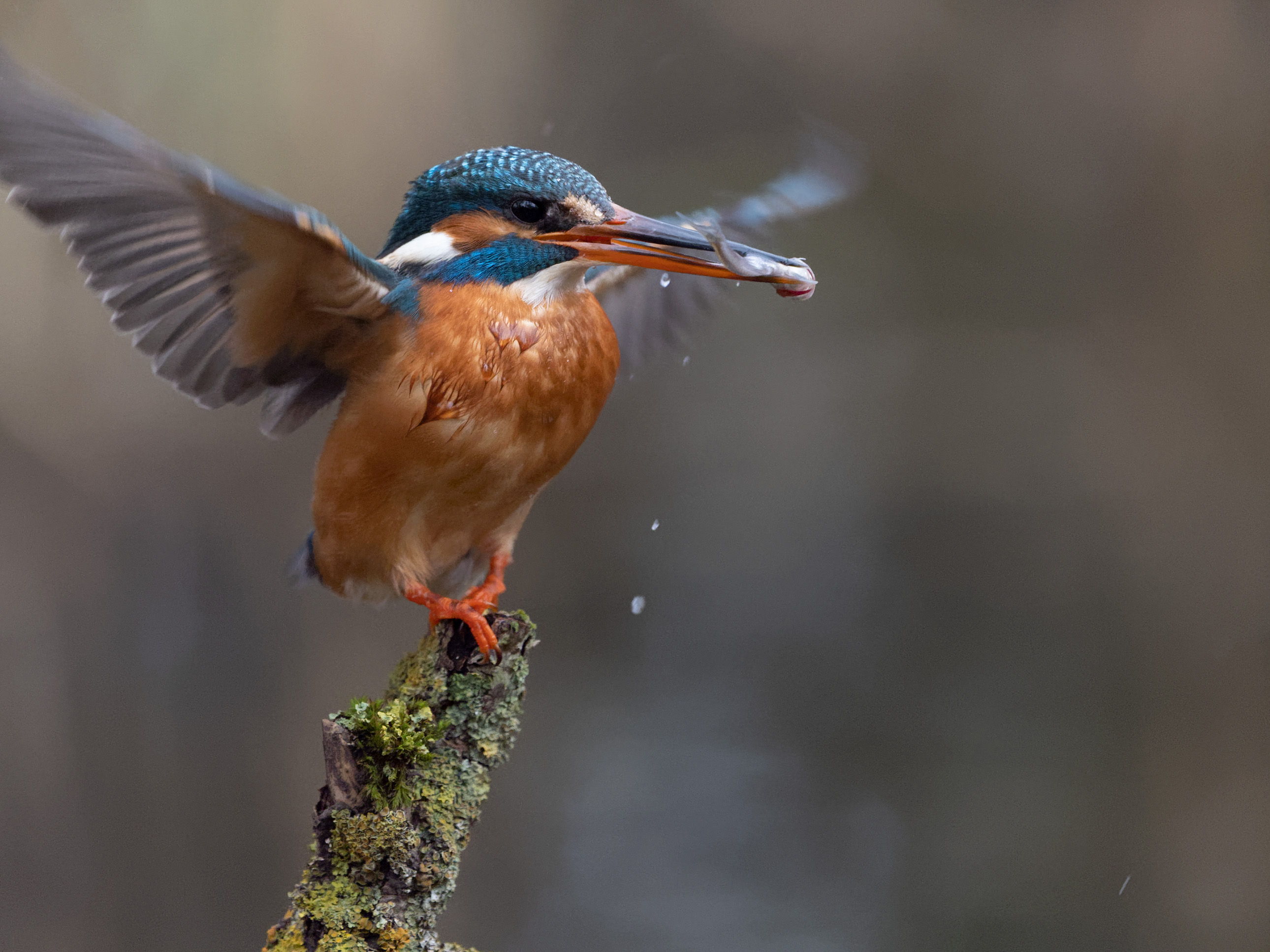 Eisvogel