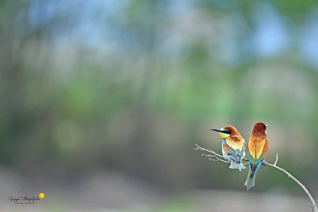 Bienenfresser ...