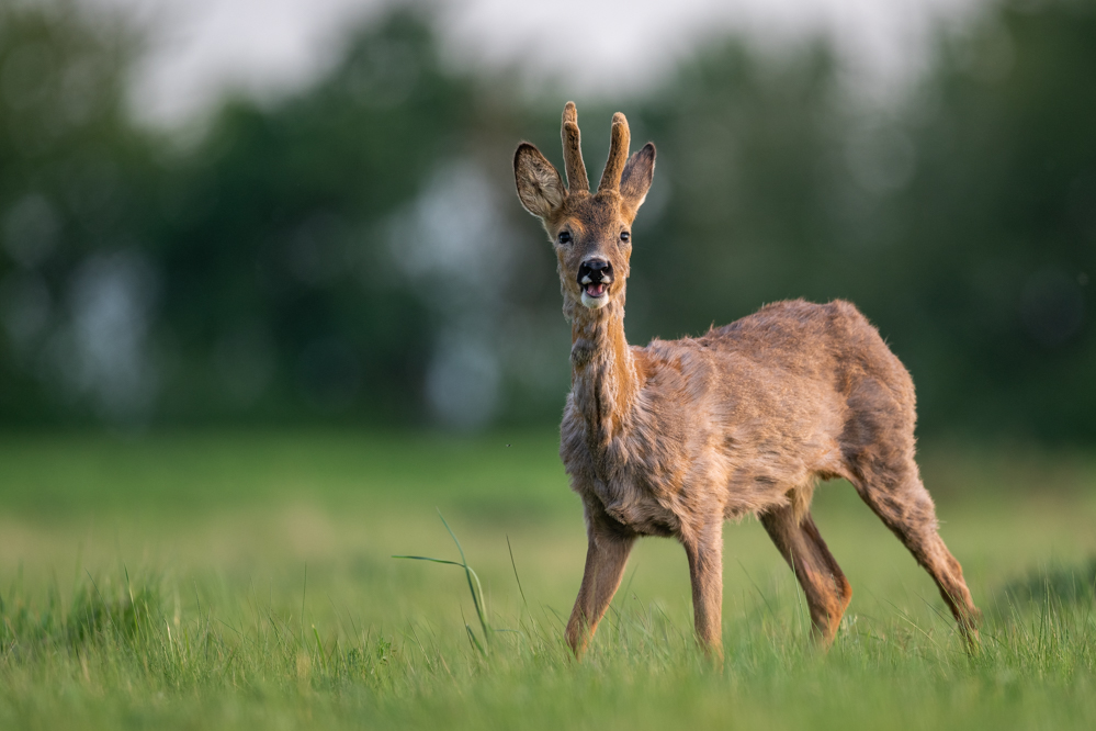 Feldbock (Forum für Naturfotografen)