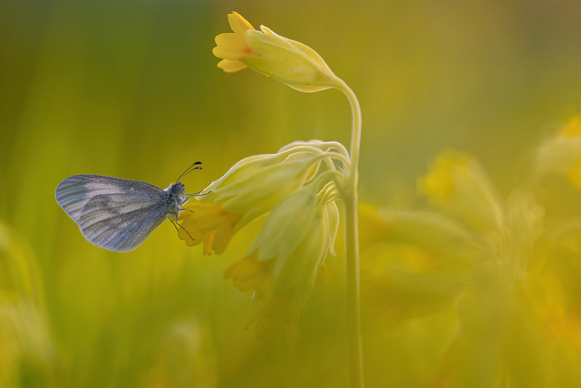 Auf unserer "Schlüsselblumen-Wiese" ...