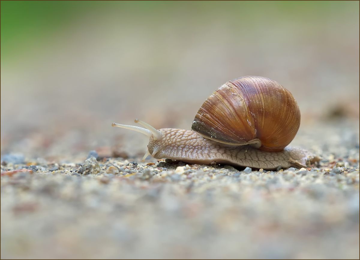 *Weinbergschnecke...*