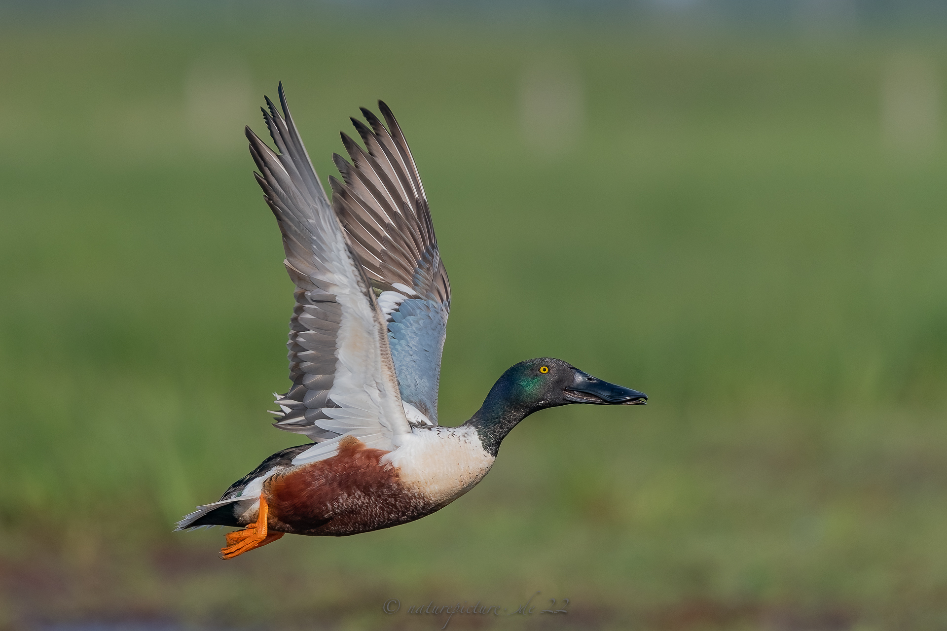 Abflug vom Löffelentenerpel