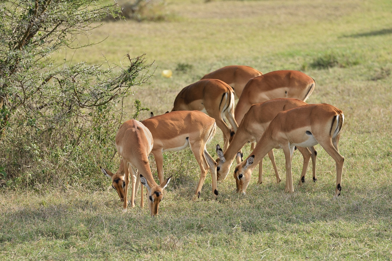 Impalas