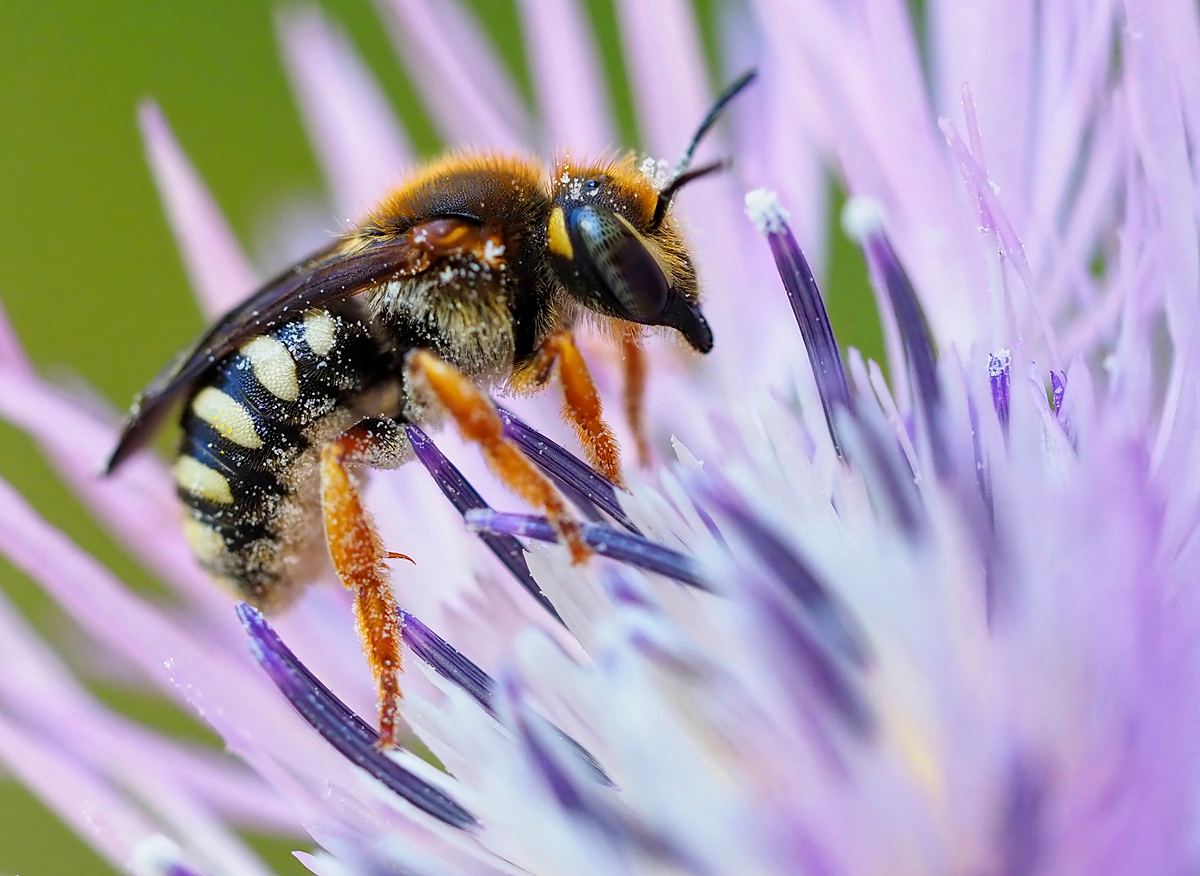 Rhodanthidium septemdentatum