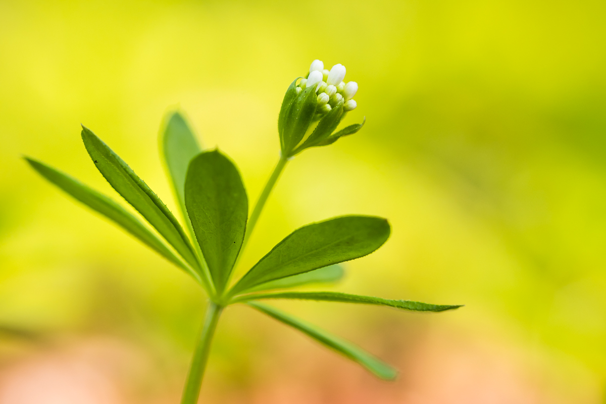 Waldmeister