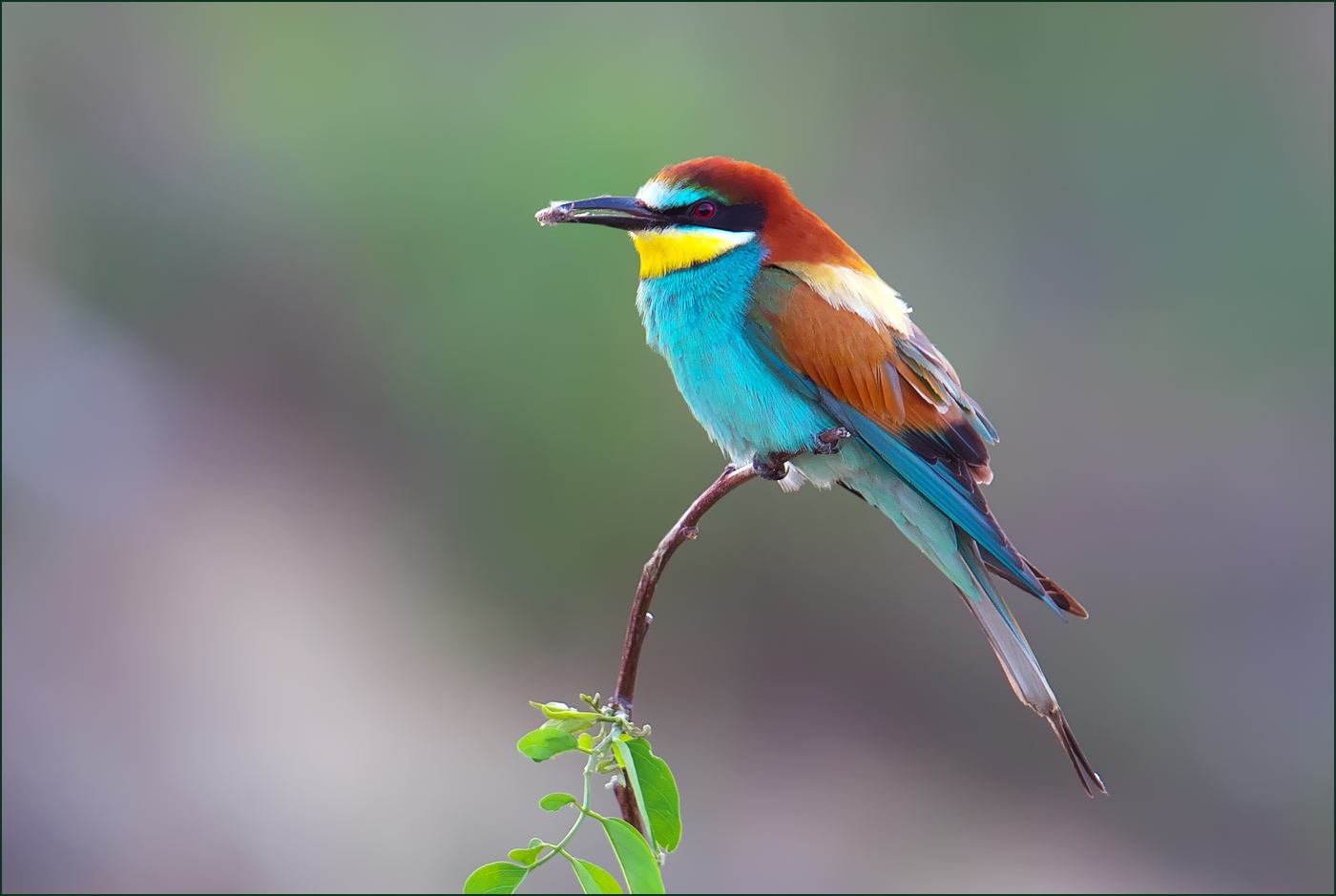 *Merops Apiaster*