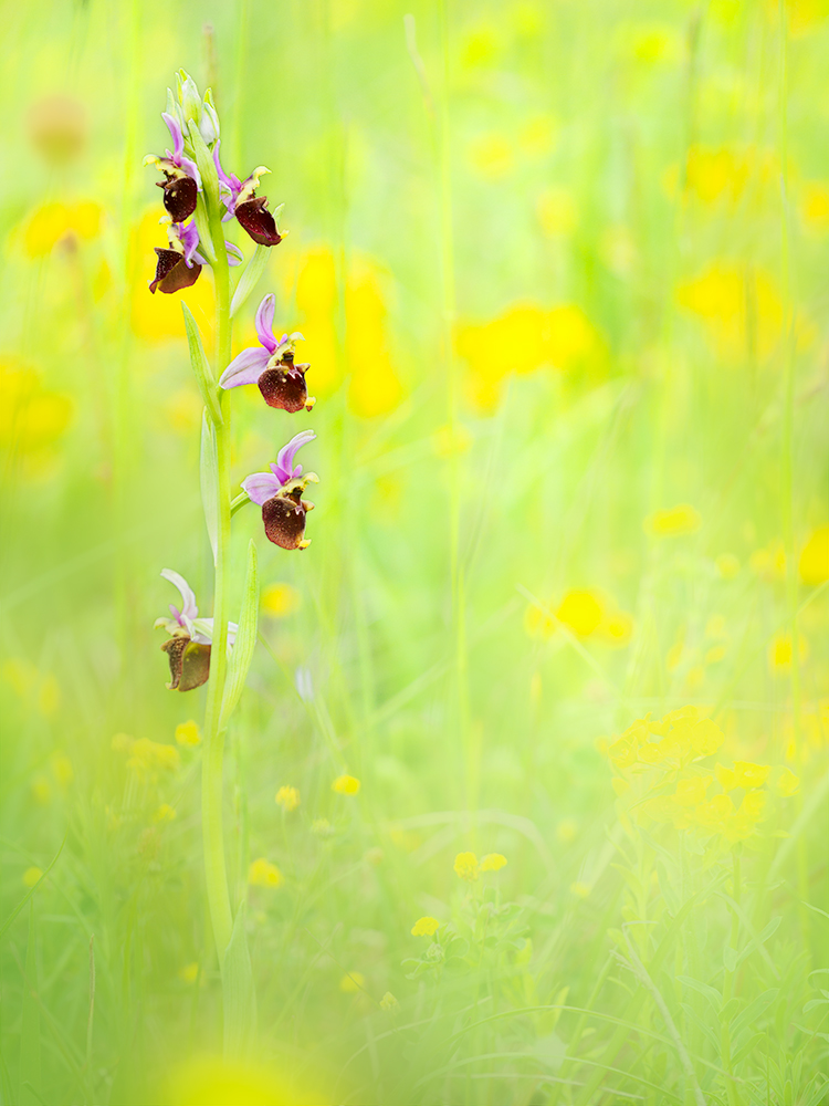 Hummel-Ragwurz (Ophrys fuciflora)