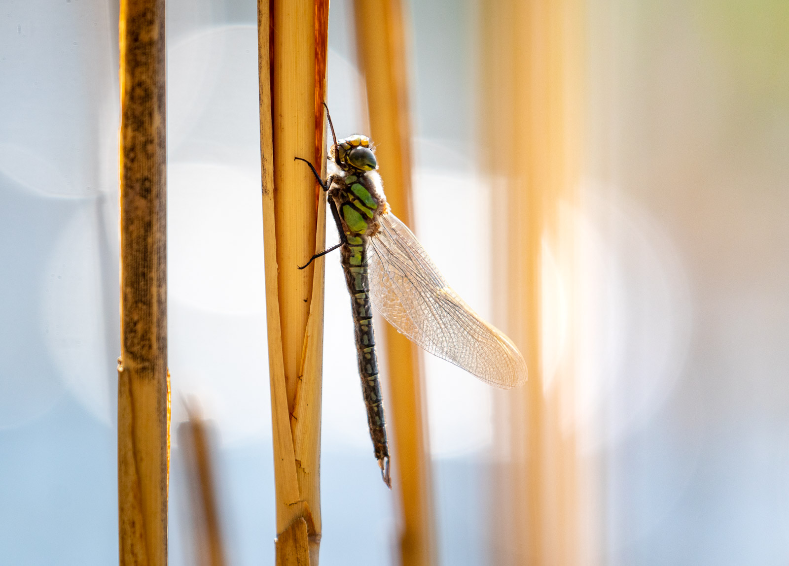 Junge Libelle in der Teichlandschaft