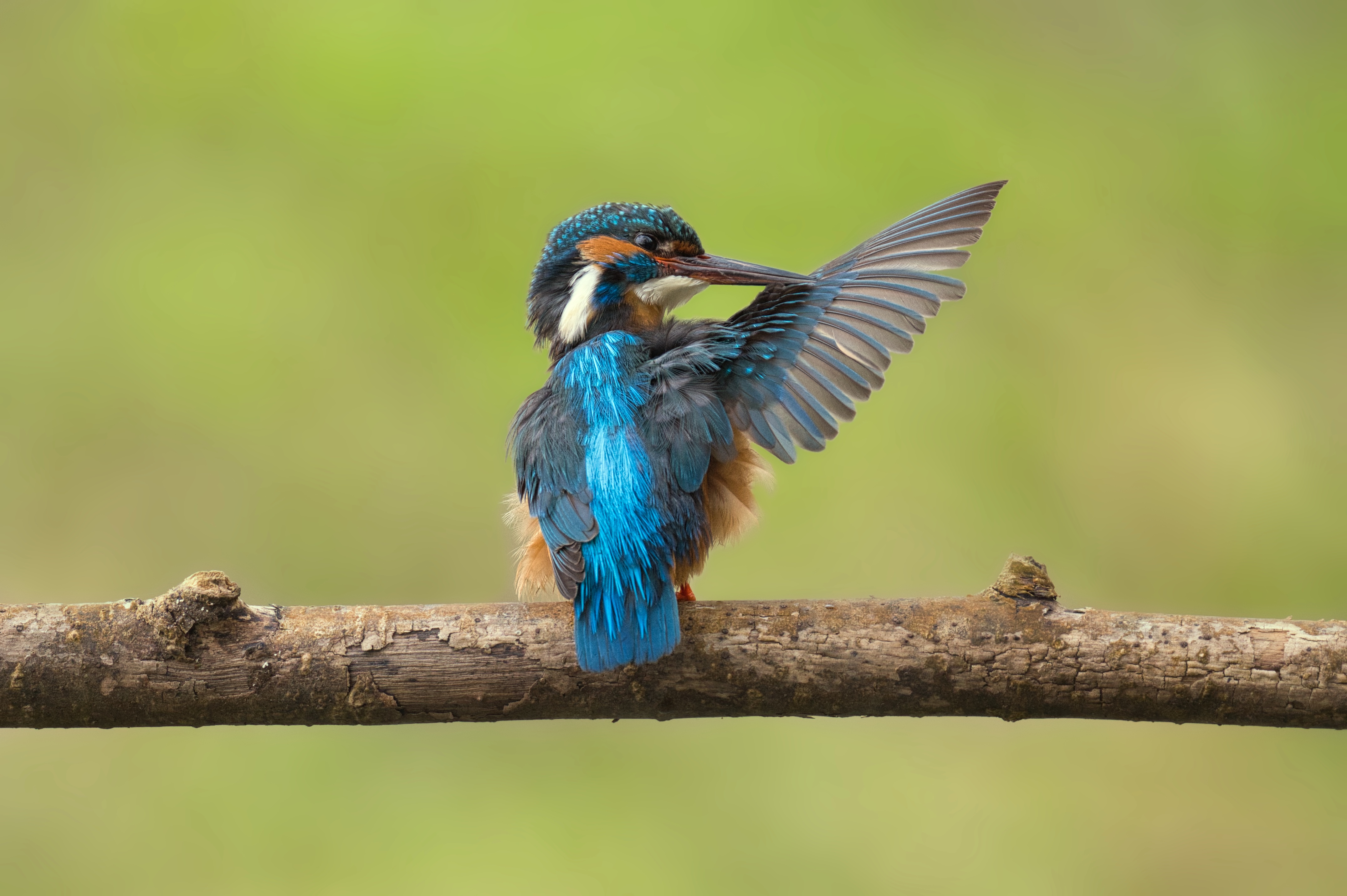 Frühjahrsputz beim Eisvogel