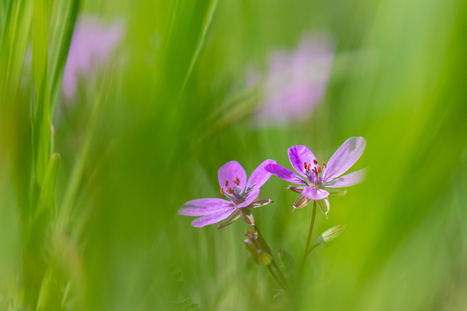 In der grünen Wiese...