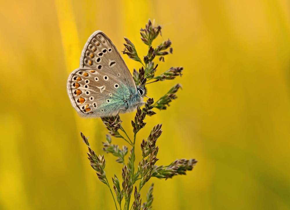 Testbild