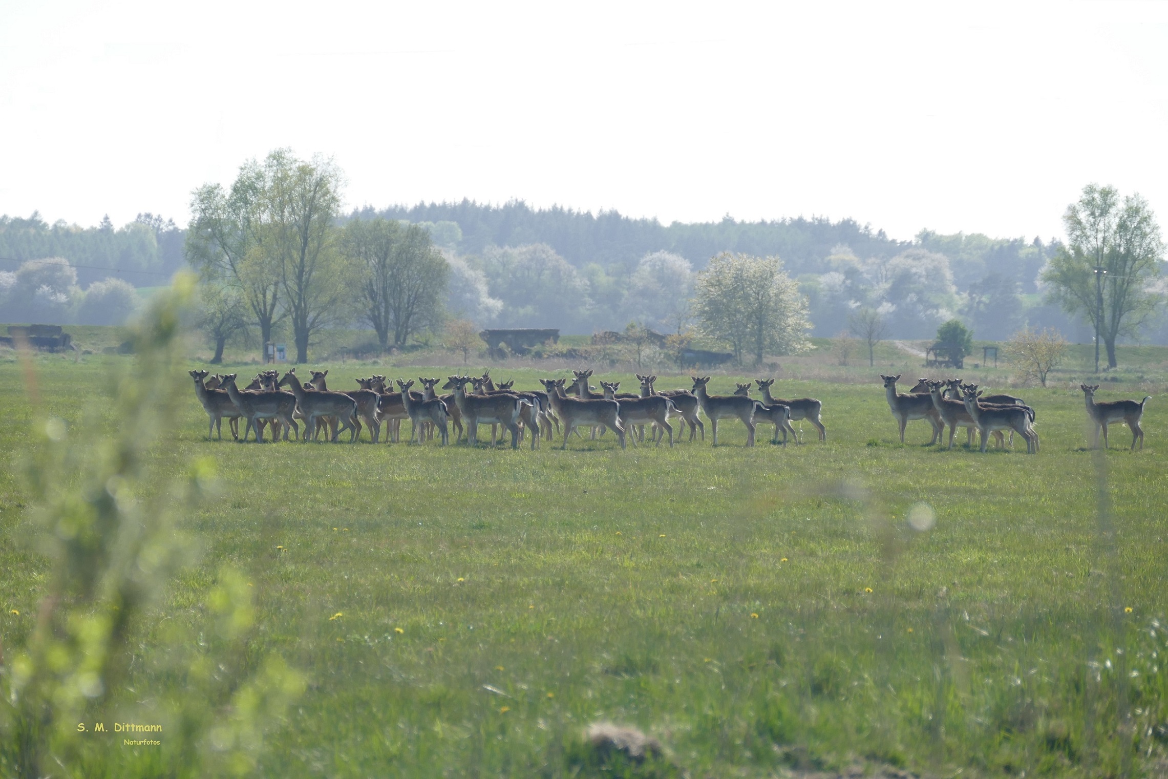 Ein Rudel Hirsche