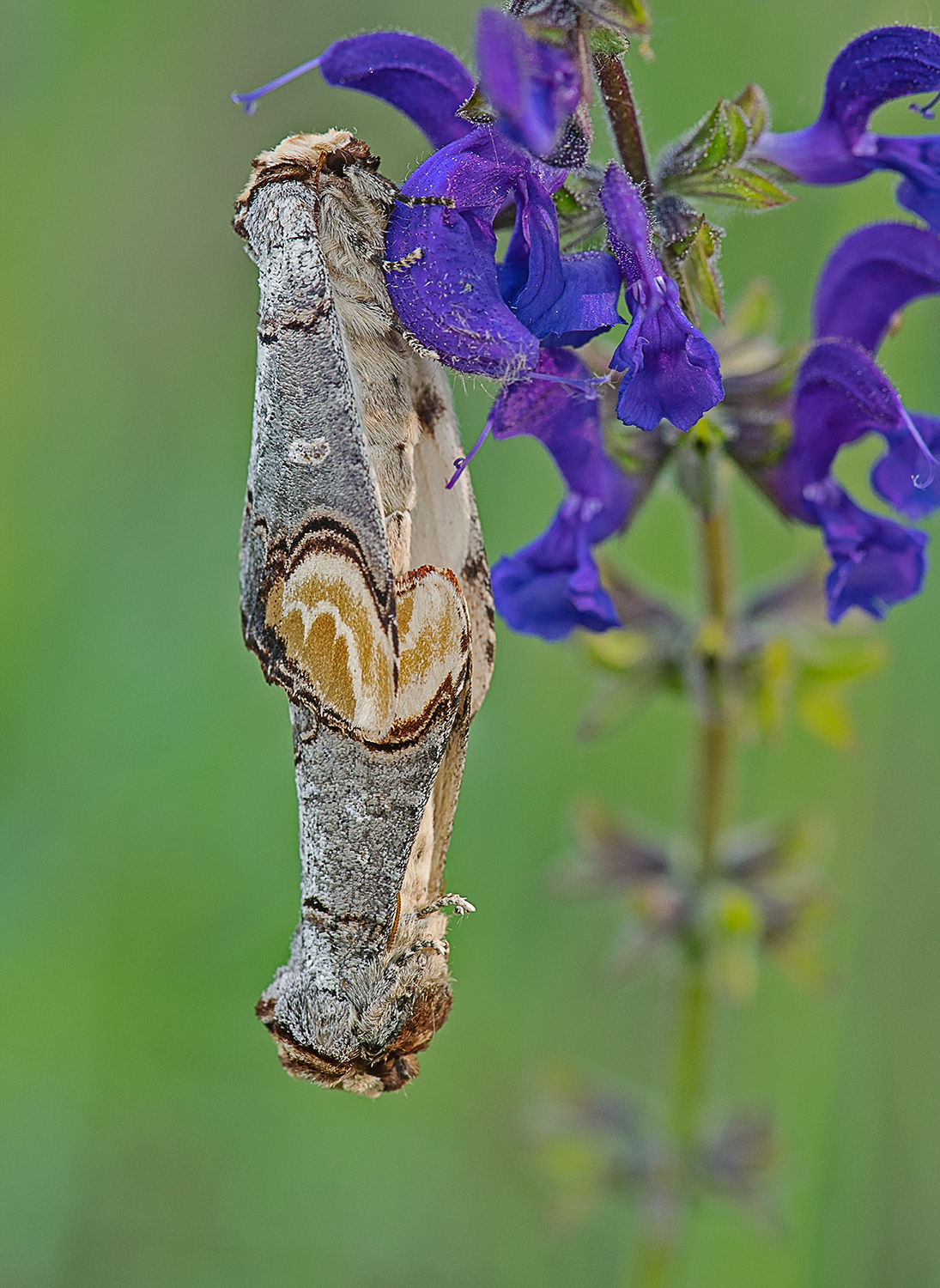 Mondvogel Paarung