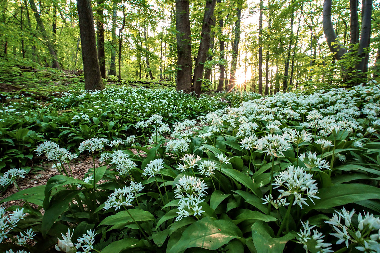 Bärlauchwald