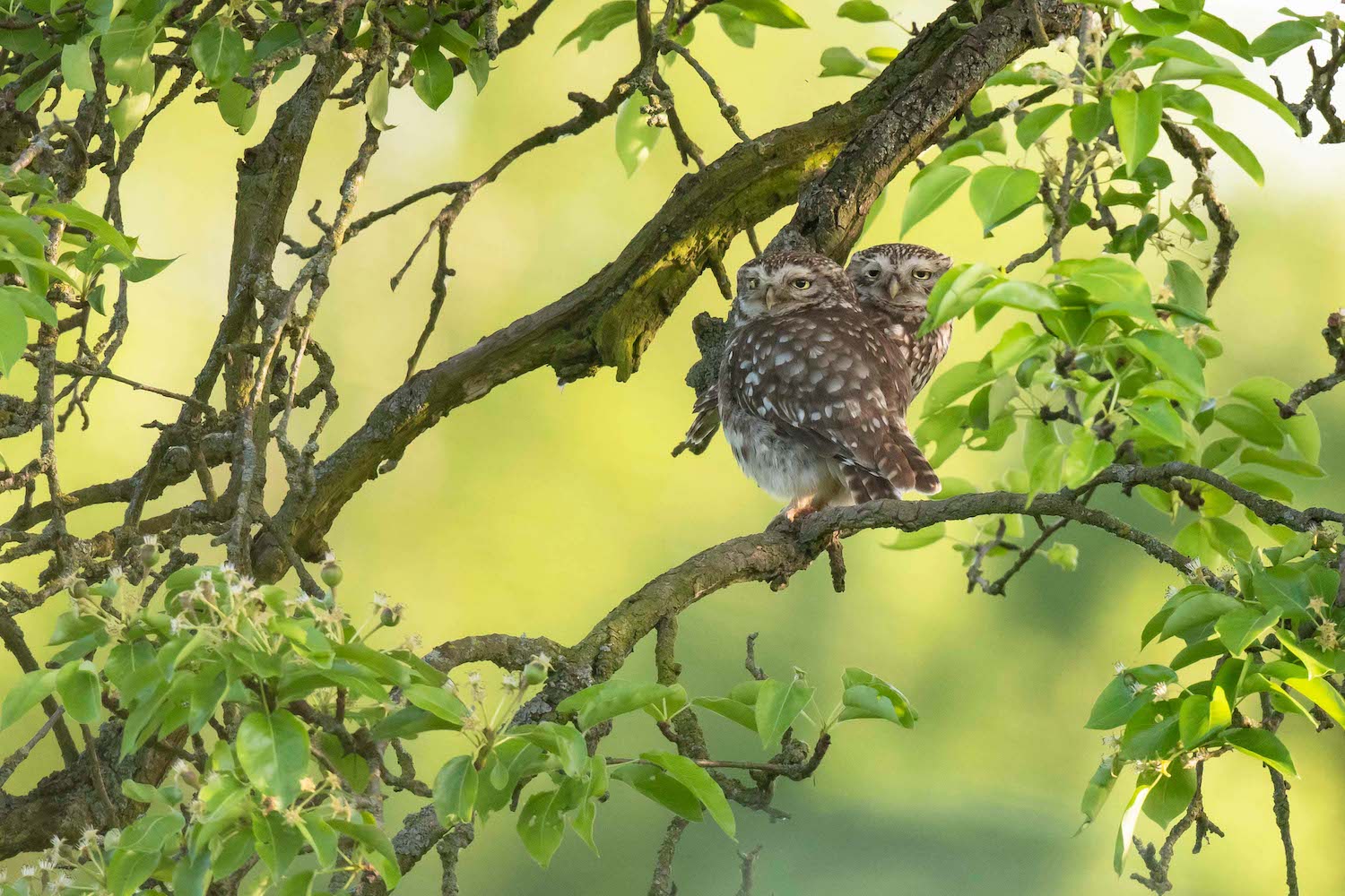 Zwei Minuten vor der Paarung…