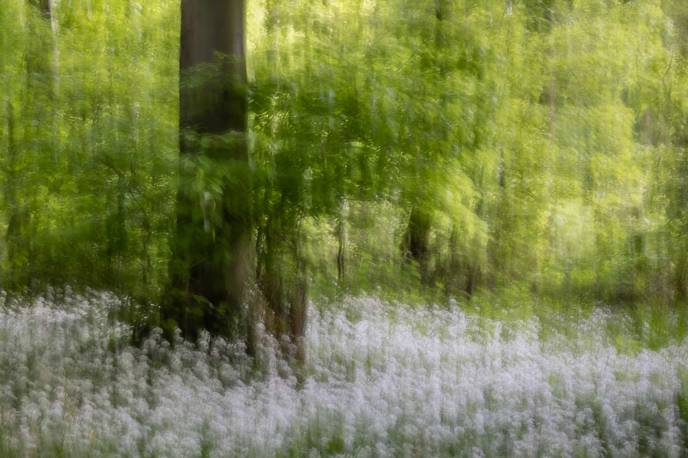 Bärlauch-Wischer im Frühlingswald