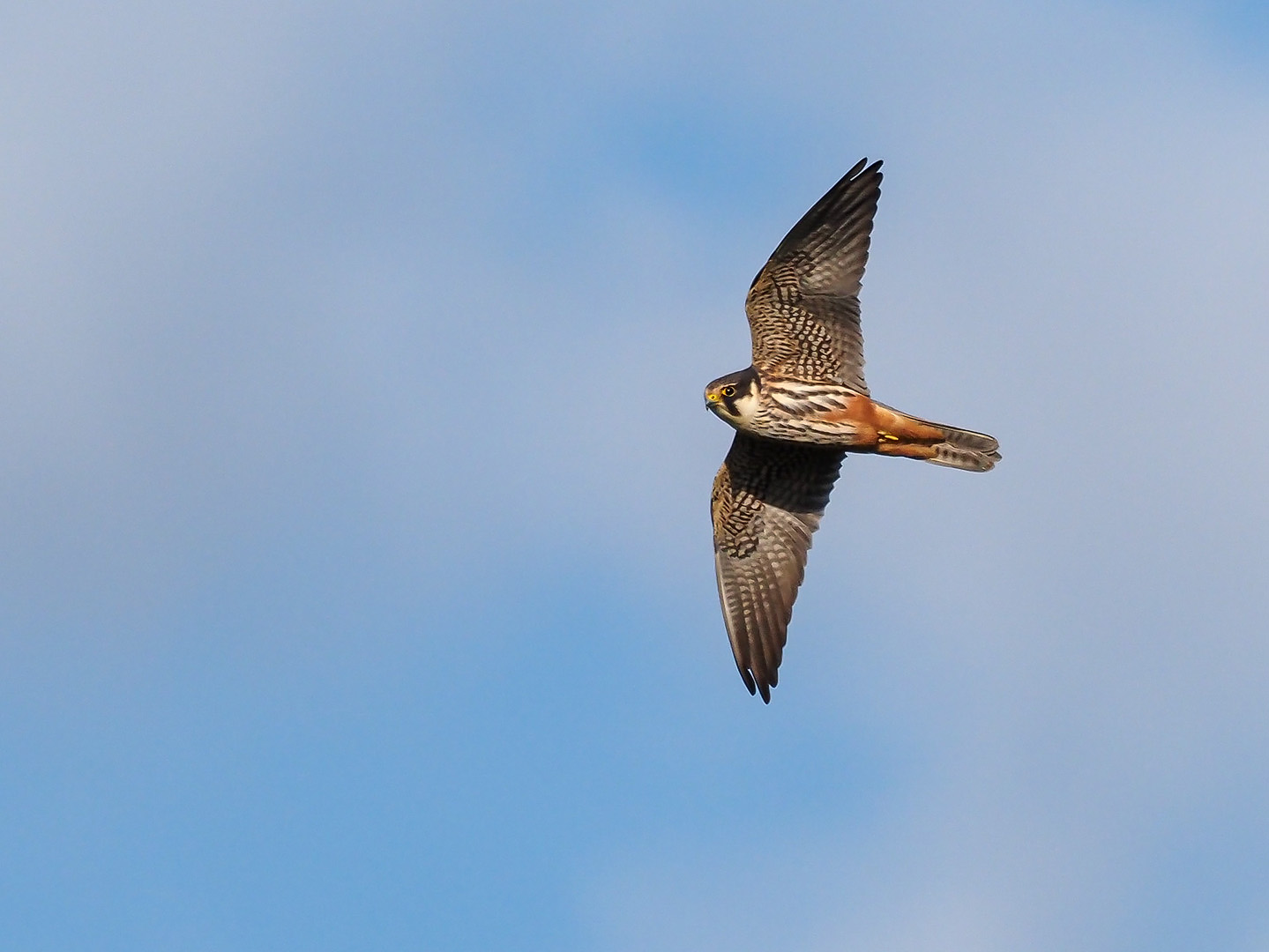 Baumfalke (Falco subbuteo) im Flug