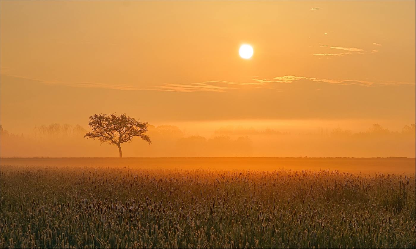 Morgennebel