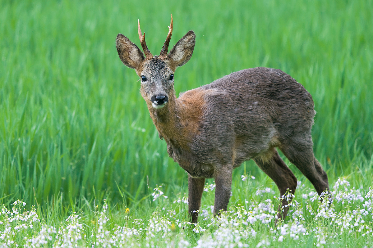 Wiedersehen