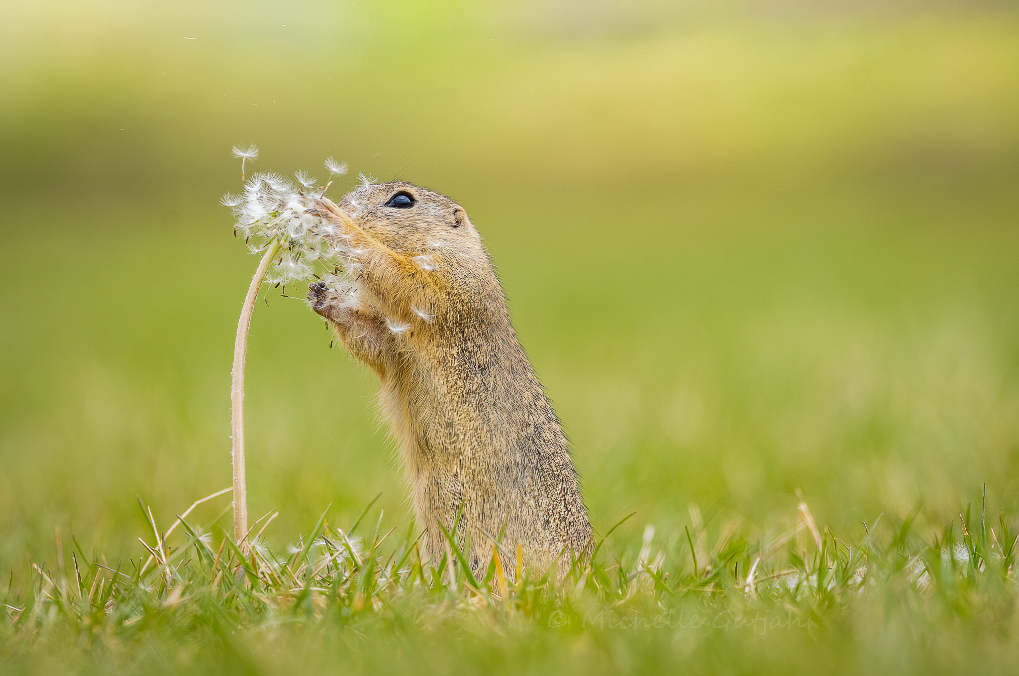 Make a wish...