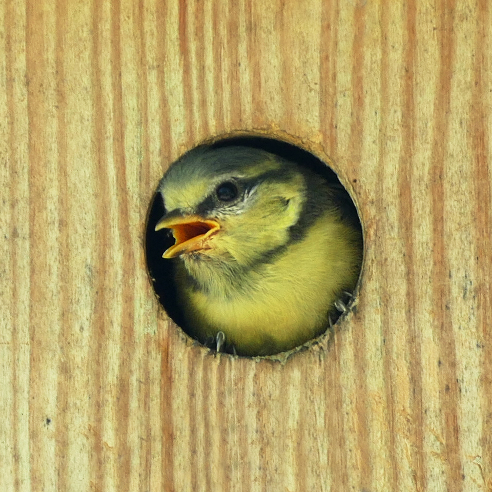 Mama, ich trau mich nicht ...