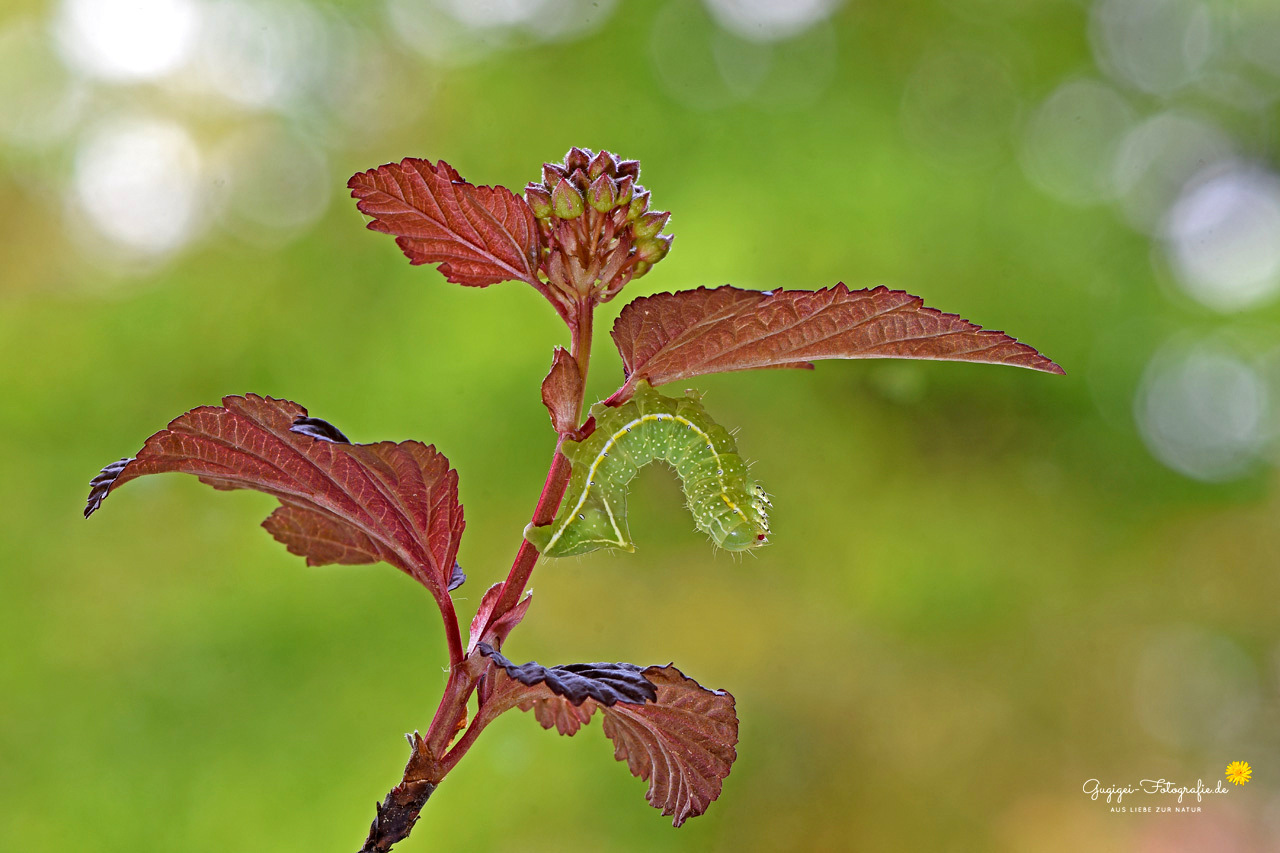 Heute im Garten entdeckt ...